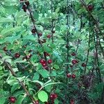 Prunus tomentosa Fruit