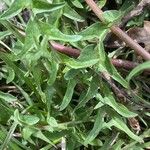 Taraxacum erythrospermum 叶