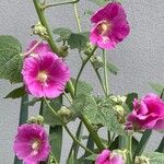 Alcea setosa പുഷ്പം