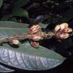 Hirtella margae Fruit