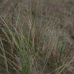 Ammophila arenaria Alkat (teljes növény)