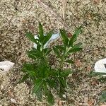 Artemisia suksdorfii Leaf