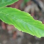 Leea guineensis Leaf