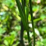 Cynosurus cristatus Leaf