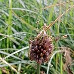 Allium oleraceum Fruit