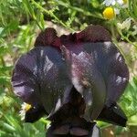 Iris atrofusca ᱵᱟᱦᱟ