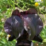 Iris atrofusca Flower