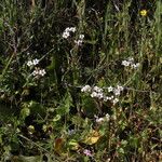 Micranthes californica Hábito