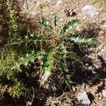 Ptilostemon hispanicus Leaf