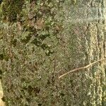 Fraxinus excelsior 樹皮