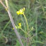 Sisymbrium loeselii Kwiat