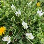 Ornithogalum divergens Flower