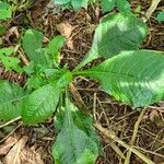 Elephantopus carolinianus Leaf