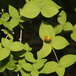 Rauvolfia ligustrina Leaf