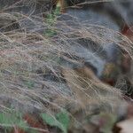 Muhlenbergia capillaris Flor