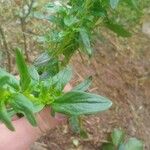 Satureja hortensis Blatt