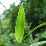 Angraecum ramosum List