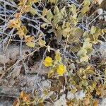 Phlomis olivieri Habit