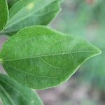 Hibiscus boryanus Ліст