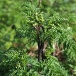 Anthriscus caucalis Leaf