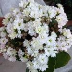 Kalanchoe blossfeldianaപുഷ്പം