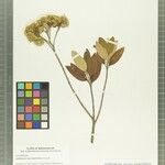 Helichrysum sarcolaenifolium Other