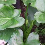 Zantedeschia aethiopica Yaprak