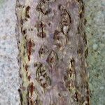 Celastrus orbiculatus Bark