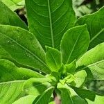 Oenothera villosa Leaf