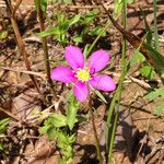 Sabatia campestris Alkat (teljes növény)