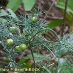 Asparagus umbellatus Other