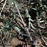 Sisymbrium orientale Folha