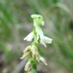 Goodyera repens Blüte