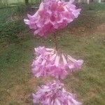 Handroanthus impetiginosus Fleur
