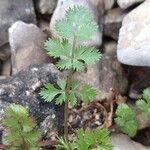 Ptychotis saxifraga Leaf