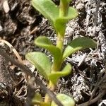 Veronica fruticulosa Folha