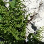 Dryopteris villarii Fulla