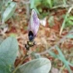 Cerradicola grewiifolia Fleur