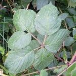 Rubus ammobius Leaf