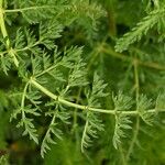 Libanotis pyrenaica 葉