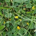 Medicago polymorpha Агульны выгляд