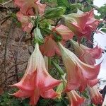 Brugmansia versicolorBloem