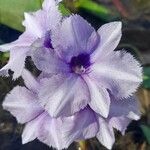 Eichhornia crassipes Kvet