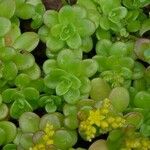 Sedum kimnachii Ліст