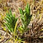 Nidorella aegyptiaca 葉