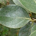 Monimia rotundifolia Leaf