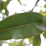 Calophyllum tacamahaca Leaf