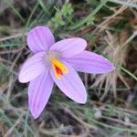 Crocus corsicus Flower