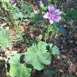 Malva setigeraFloare