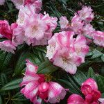 Rhododendron insigne Kukka
